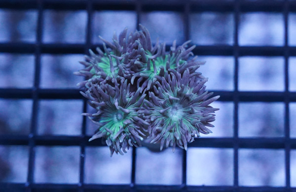 TruBlu Supply Live Saltwater Gracilaria Curtissiae Frag Macro Algae Reef  Marine Refugium 1 frag(TBSLSP1050)