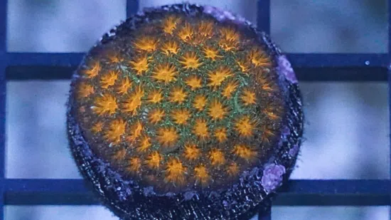 Leptastrea Coral : "Mayhem"  Orange polyps w/ Green Tips - Caribbean