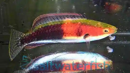 Katherine's Fairy Wrasse: Male