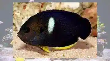 Melas (Keyhole) Angelfish - Melanesia
