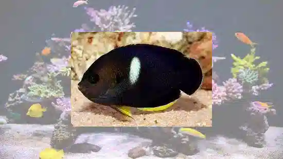 Melas (Keyhole) Angelfish - Melanesia