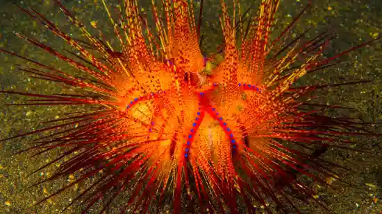 Blue Spot Star Urchin