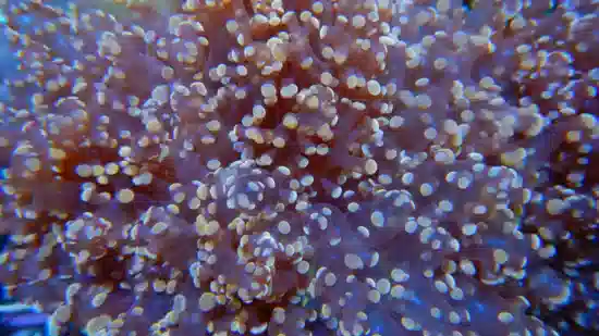 Frogspawn Coral: Gold/Orange  