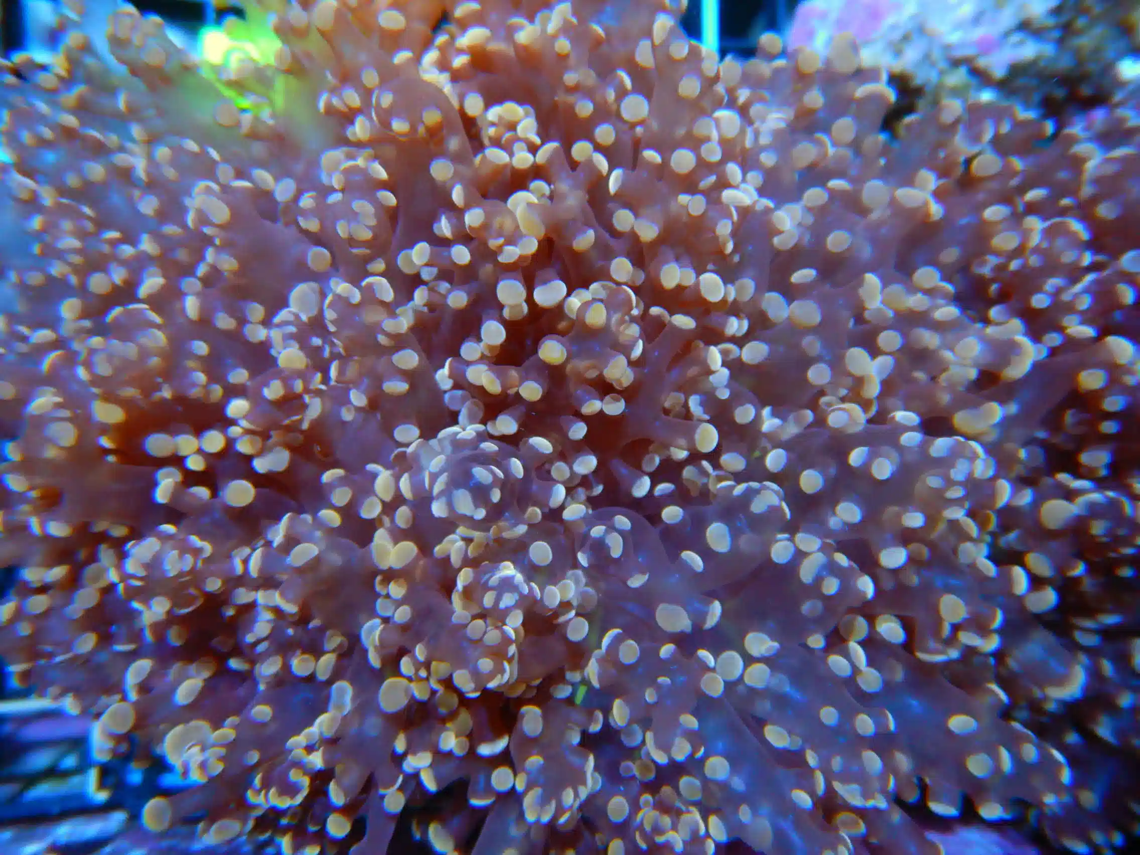 Frogspawn Coral: Gold/Orange - Indo Pacific
