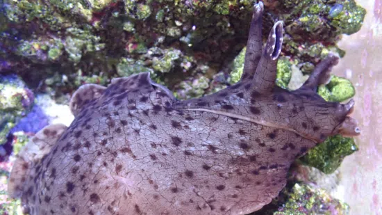 Californian Sea Hare