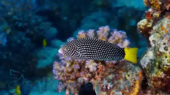 Yellowtail Tamarin Wrasse