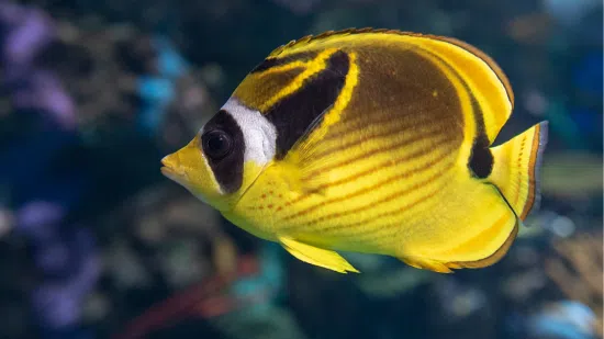 Raccoon Butterfly - Indian Ocean