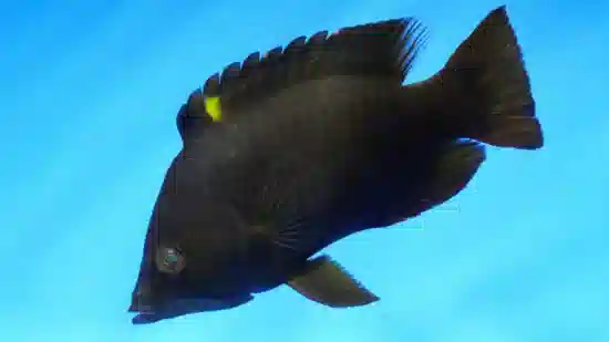 Slingjaw Wrasse Yellow - South Pacific