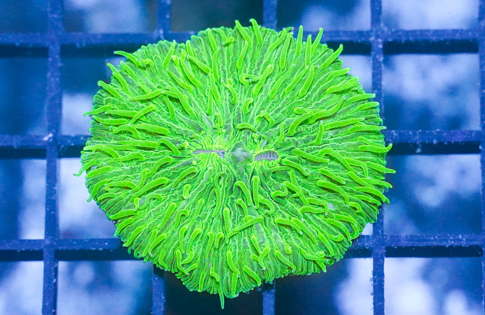 Fungia Plate Coral: Neon Green