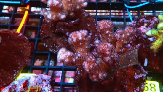 Pocillopora Coral: Red/Pink - Aquacultured