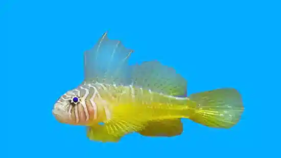 Yellow-Green Goby