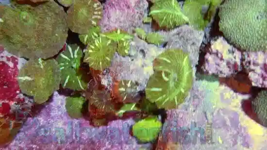 Mushroom Coral: Striped Green - Aquacultured