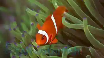 Maroon Clownfish - Captive Bred