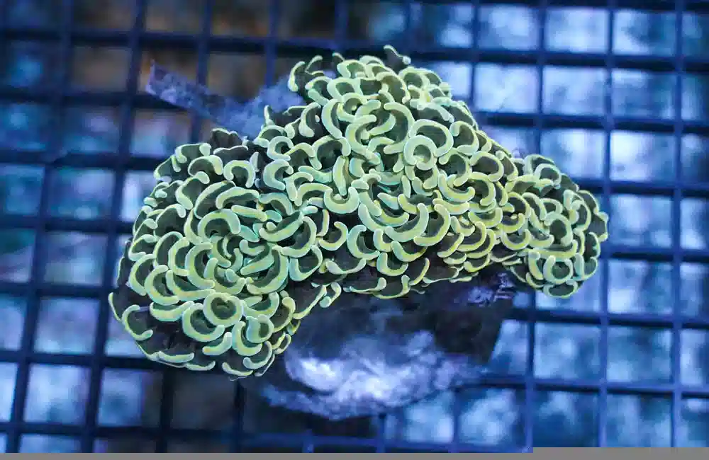 Wall Hammer Coral: Gold
