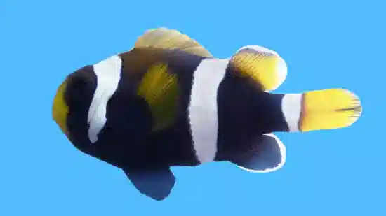 Wide Band Clownfish - Aquacultured