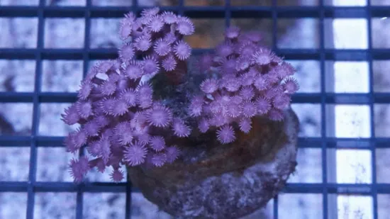 Alveopora Coral: Branching Purple 