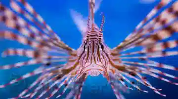 Volitan Lionfish: Colored