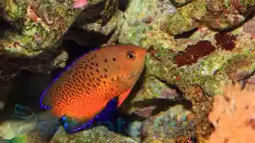 Rusty Angelfish