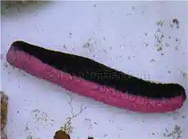 Pink and Black Cucumber - Indian Ocean - Save 22%