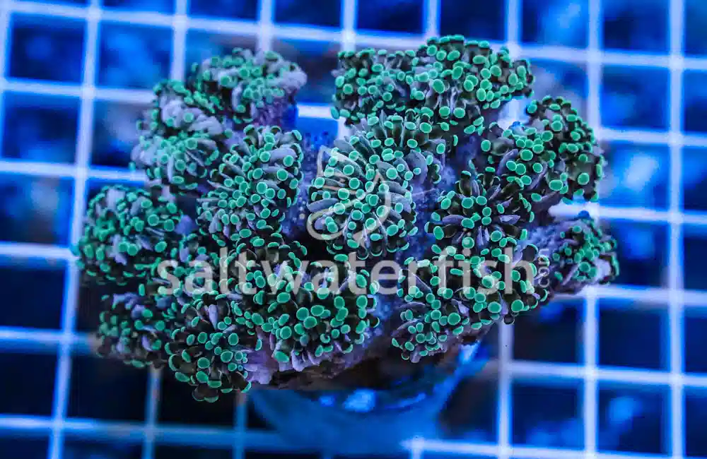 Grape Cristata Neon Green Tip - Central Pacific