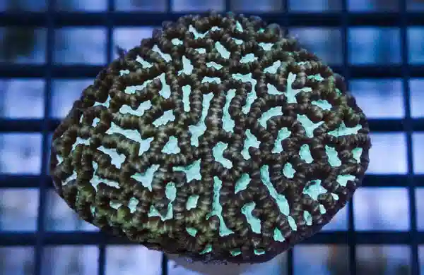 Platygyra Brain Coral Worm Scribble: Color - Fiji