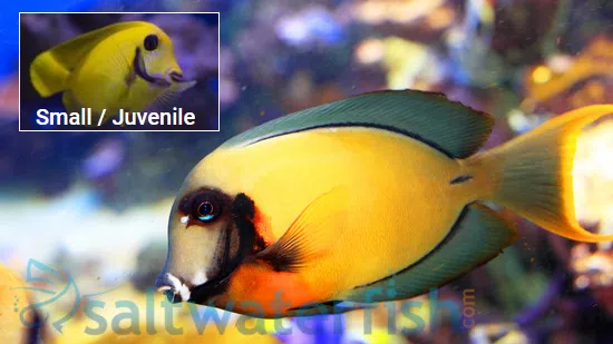 Yellow Mimic (Chocolate) Tang - Fiji