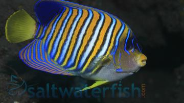 Regal Angelfish: Juvenile - Central Pacific