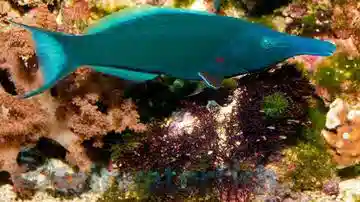 Green Bird Wrasse