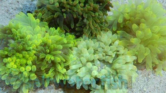 Bubble Tip Anemone: Green - Central Pacific
