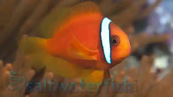 Tomato Clownfish - Captive Bred