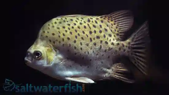 Ruby Scat Fish - Indian Ocean