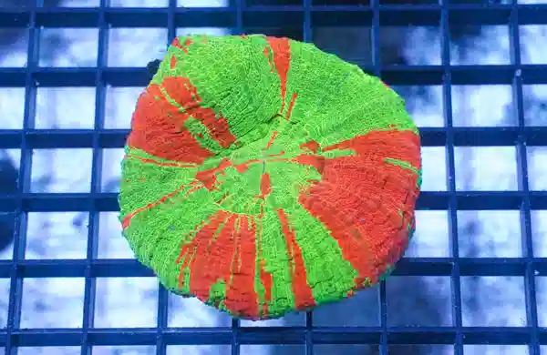 Scolymia "Toxic Apple": Neon Green w/ Red Stripes