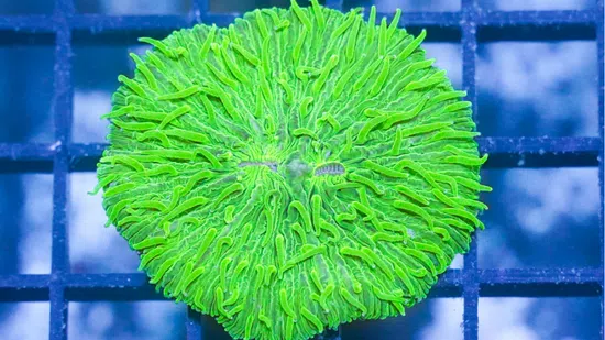 Fungia Plate Coral: Neon Green