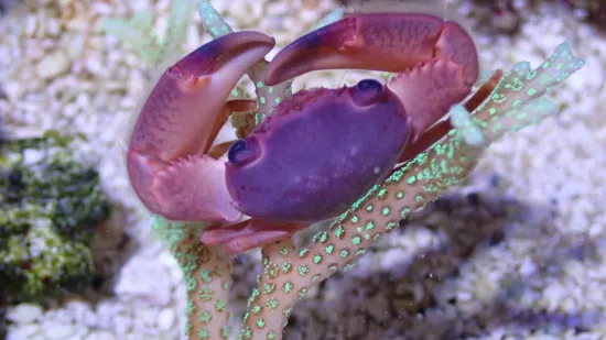 Trapezia Crab 