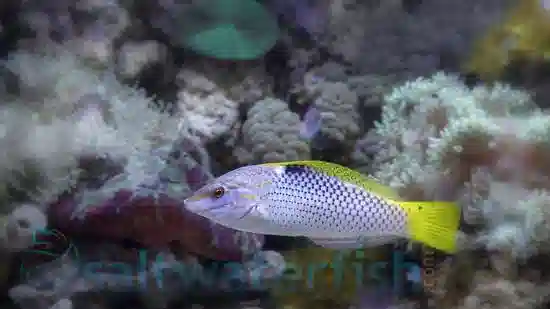 Checkerboard Wrasse - South Asia