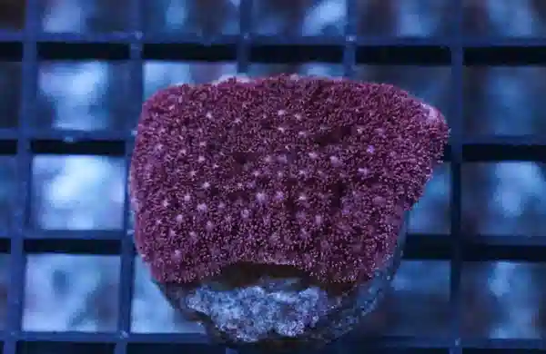 Goniopora Coral: Red - Aquacultured