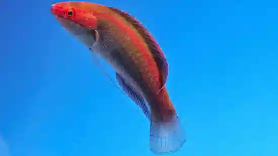 Temmincki Fairy Wrasse