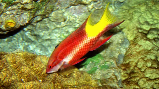 Spotfin Cuban Hogfish - Caribbean