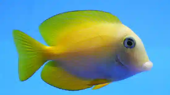 Short Tail Bristletooth Tang  