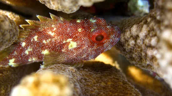 Yellow Spotted Dwarf Scorpionfish - Indo Pacific