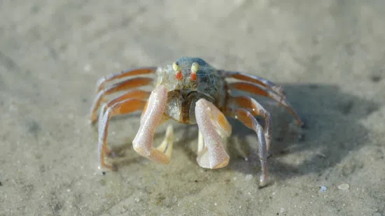 Soldier Crab