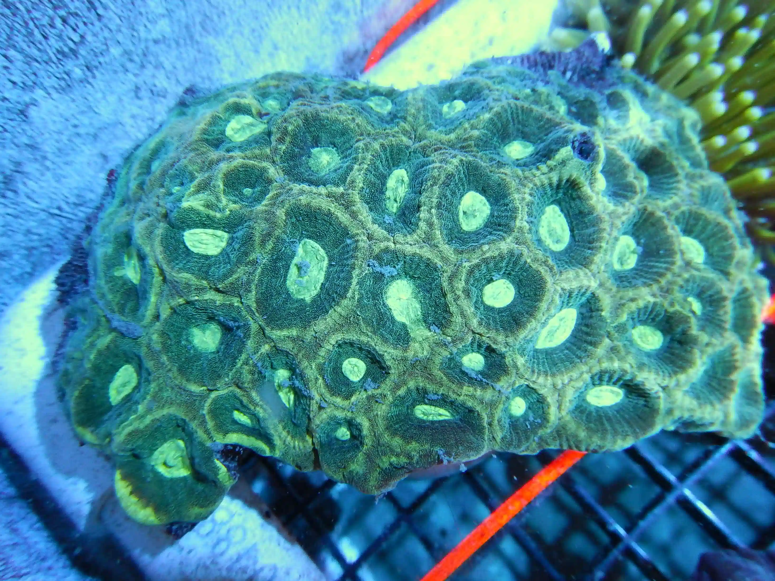 Favia Brain Coral: Green