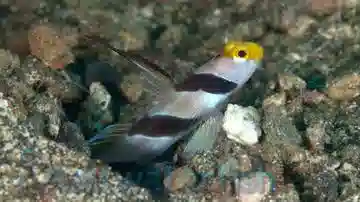 Barbershop Shrimpgoby