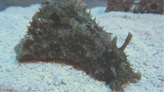 Dolabella Sea Hare