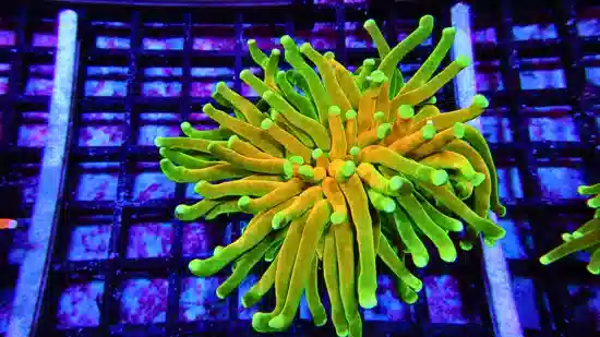 Torch Coral: Holy Grail