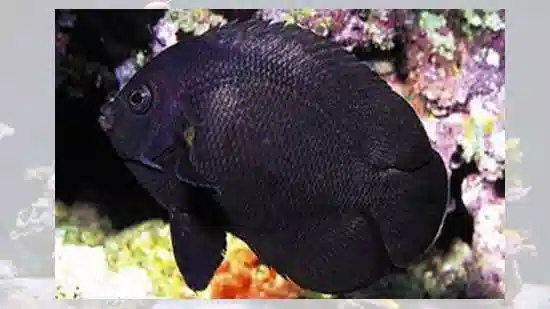 Midnight Angelfish - Fiji