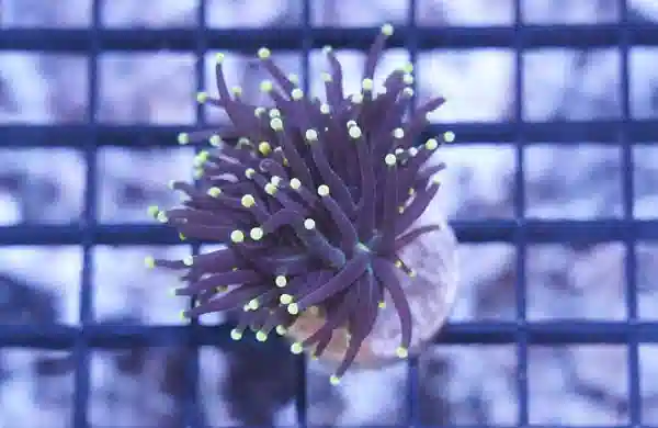 Torch Coral:Black w/ Yellow Tips - Indo Pacific