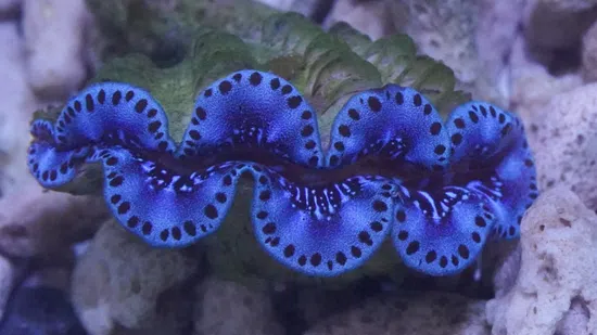 Green sale maxima clam