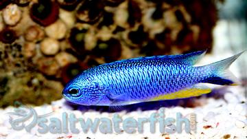 Saltwater Fish Available For Sale Saltwater Fish Available For Sale