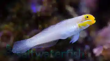 Golden Headed Sleeper Goby